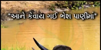 આને કેવાય ગઈ ભેશ પાણીમાં સ્માર્ટ ગુજ્જુ