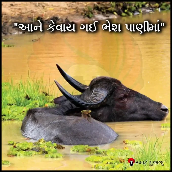 આને કેવાય ગઈ ભેશ પાણીમાં સ્માર્ટ ગુજ્જુ